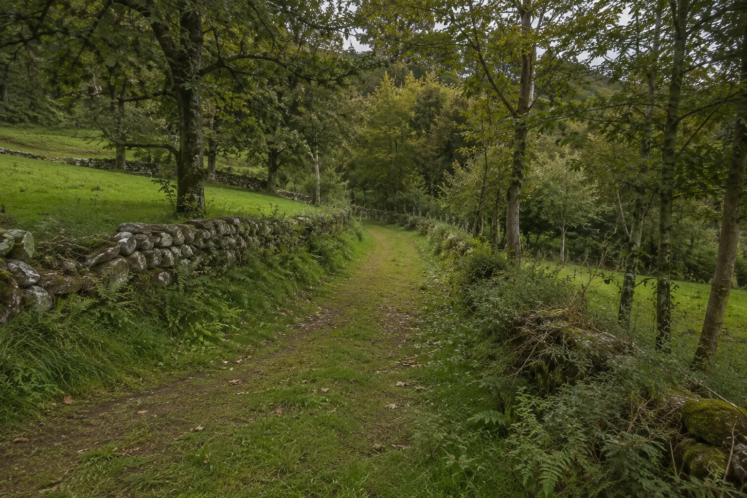Camino cercano entre bosque, prado y muros de piedra